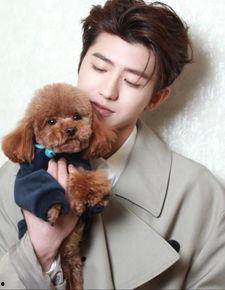 娱乐圈 小狼狗,小狼狗风潮席卷，魅力无限